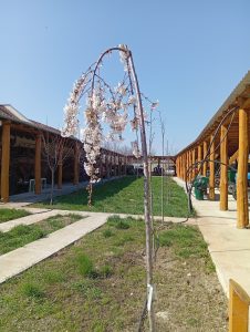 Read more about the article A környezetünk, kertünk eseményei 2026.Június
