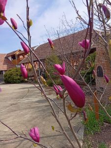 Read more about the article A környezetünk, kertünk eseményei 2026.Április